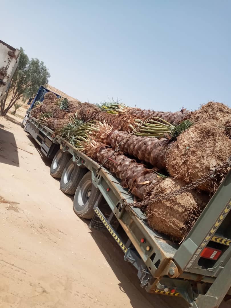 مقاول توريد نخيل وتركيب شبوك