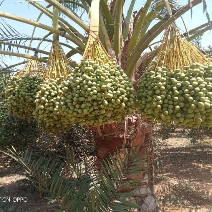 توريد وتنفيذ جميع مشاريع النخيل في السعوديه