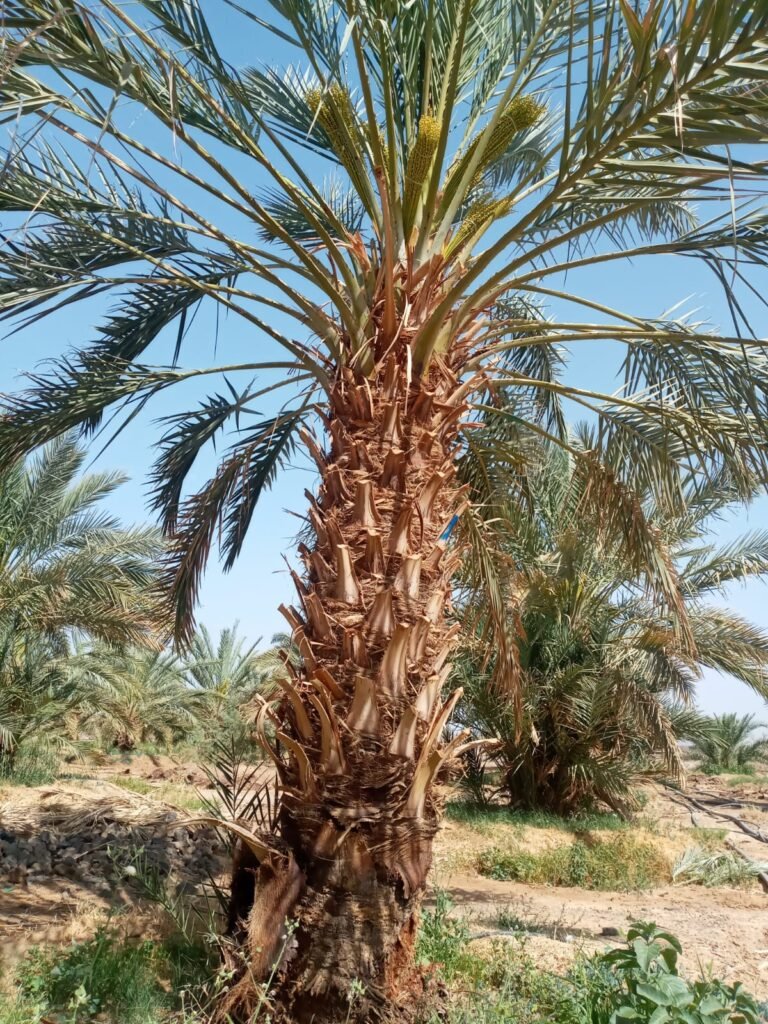 زراعة نخيل في الرياض | مقاول زراعة نخيل واشنطني وعربي مثمر 0503847747